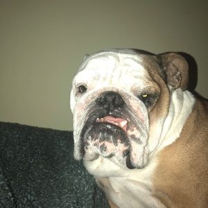 Meet your Posher, Abby